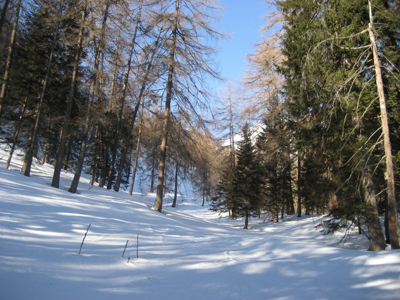 Nel bel bosco sotto I cebi
