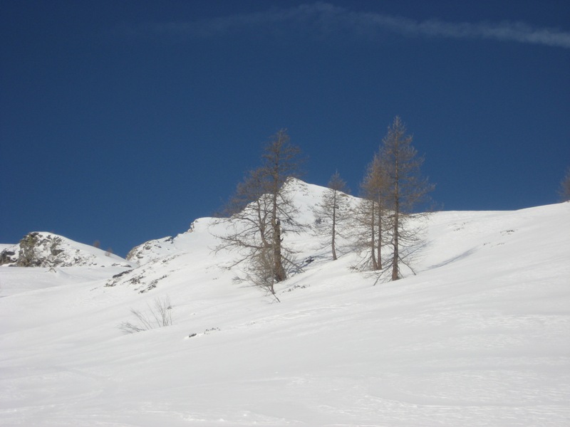 Ultimi larici