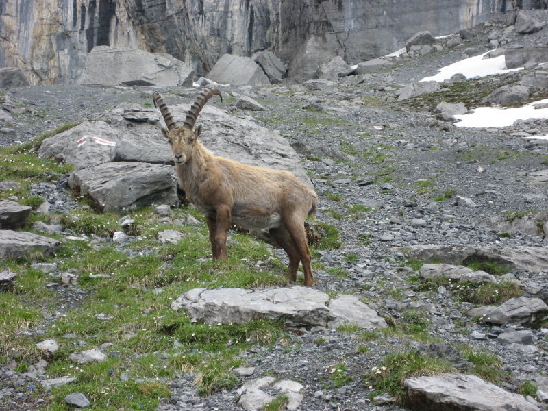 Doldenhorn-04