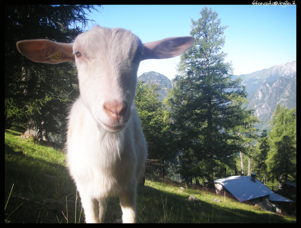 saanen