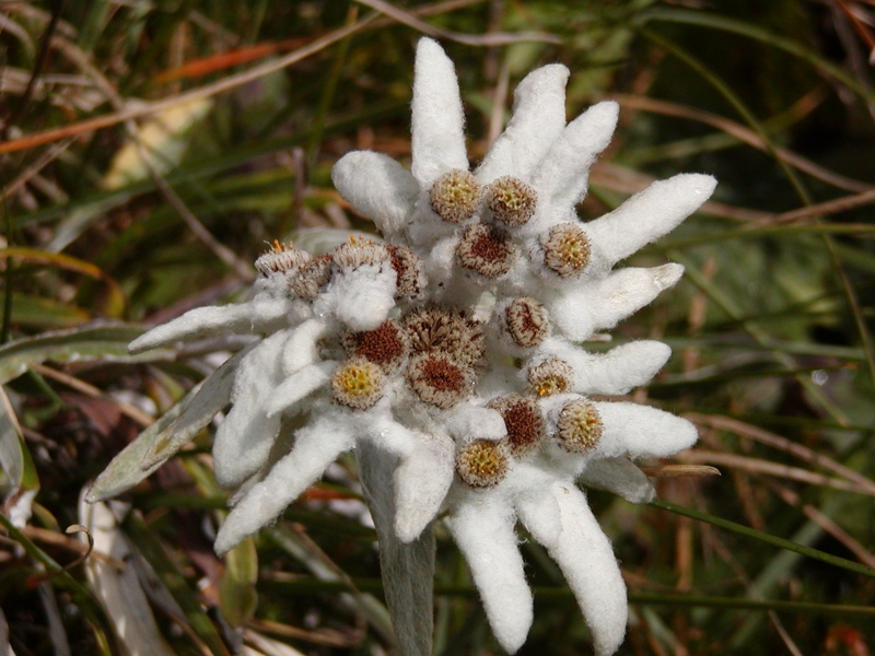 Stella alpina