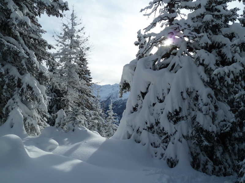Bosco in Alta Leventina
