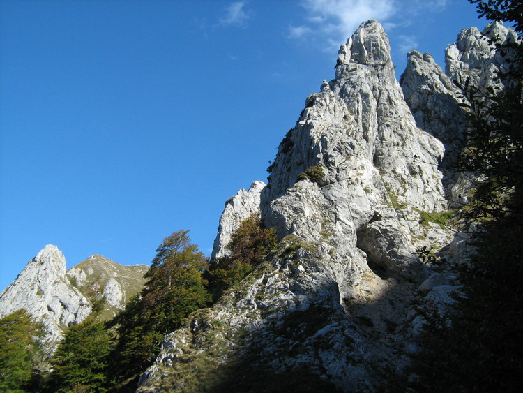 Piancaformia
