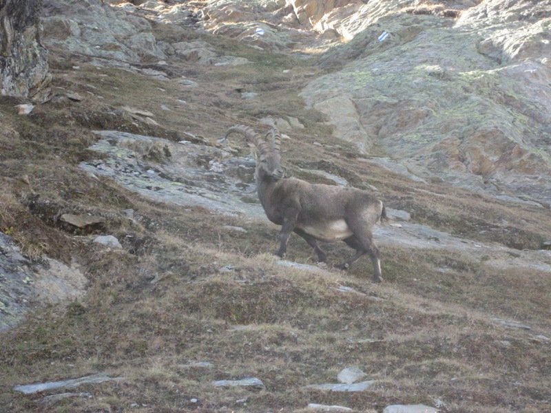 Capra ibex