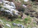 La marmottona La marmottona