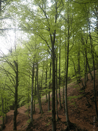 on-ice-it-report-escursionismo-sentiero-dei-faggi-mtb